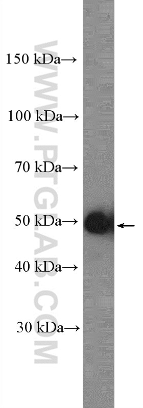 Cyclin A2 Polyclonal antibody