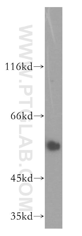 Western Blot (WB) analysis of NIH/3T3 cells using Cyclin A2 Polyclonal antibody (18202-1-AP)