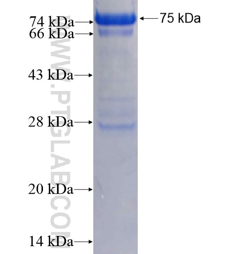 Cyclin A2 fusion protein Ag12765 SDS-PAGE