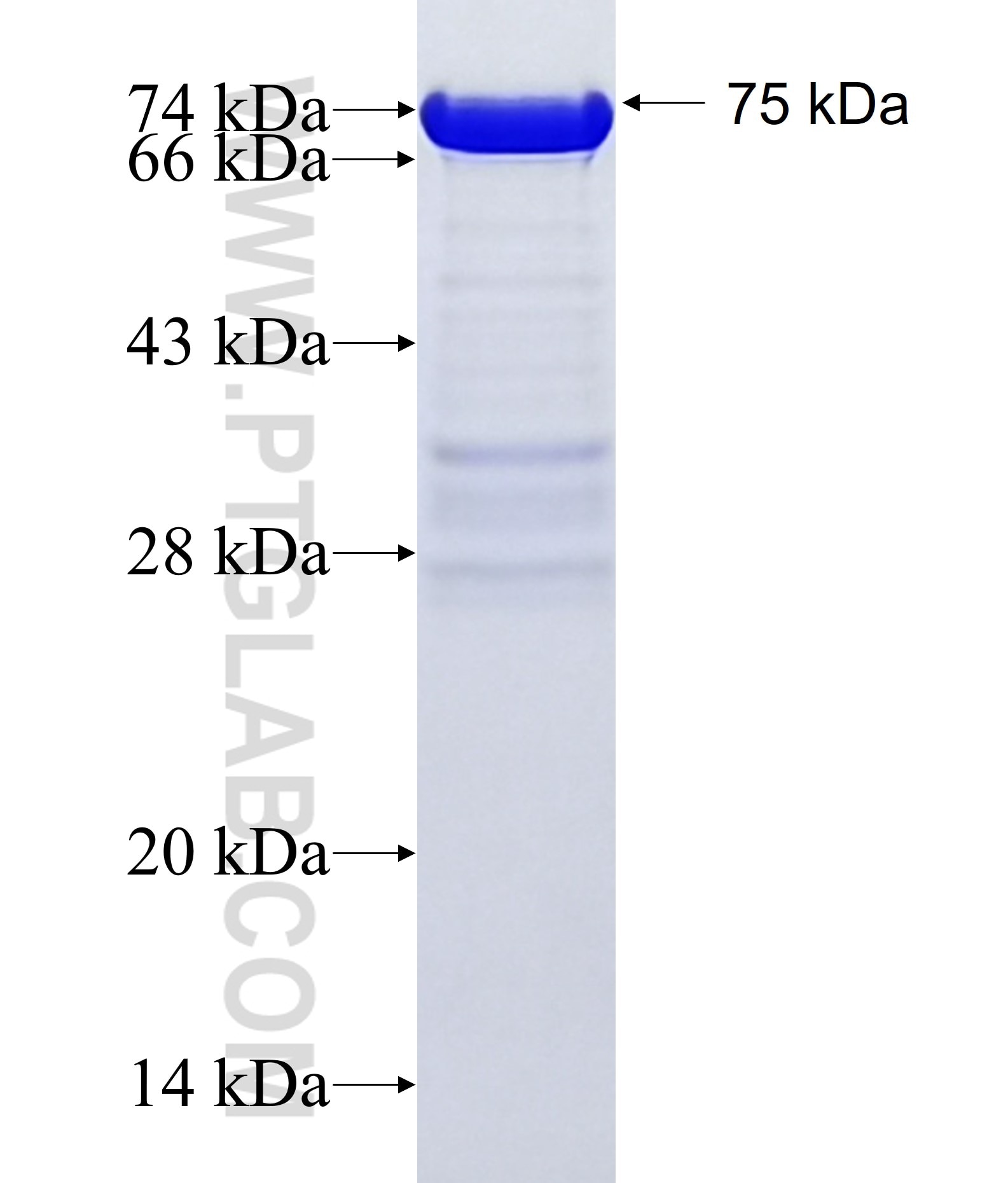 Cyclin A2 fusion protein Ag12765 SDS-PAGE