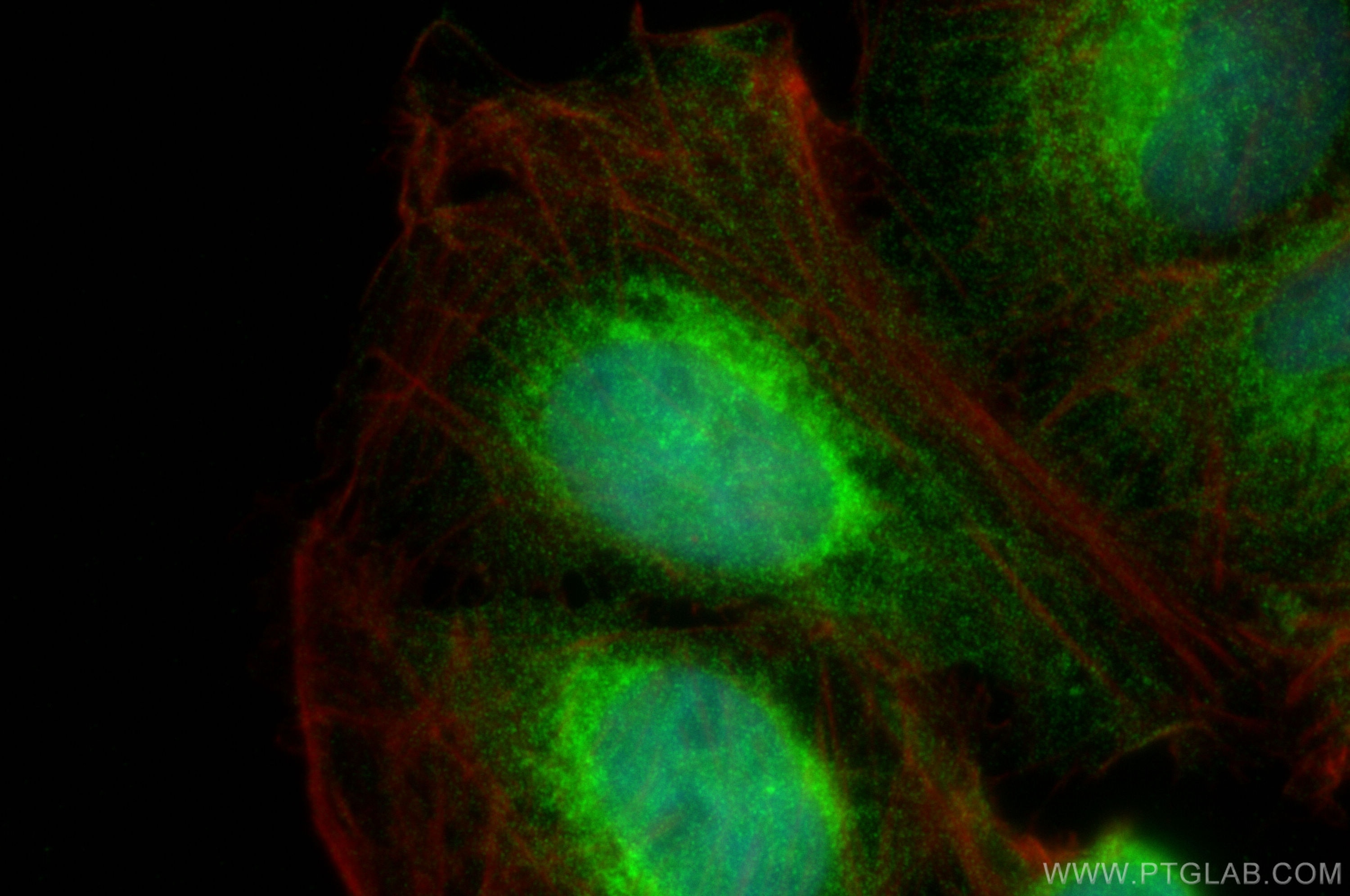 Immunofluorescence (IF) / fluorescent staining of U2OS cells using Cyclin B1 Polyclonal antibody (55004-1-AP)