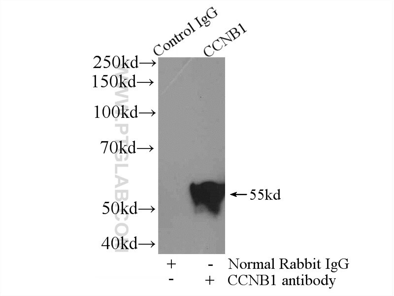 Immunoprecipitation (IP) experiment of HeLa cells using Cyclin B1 Polyclonal antibody (55004-1-AP)