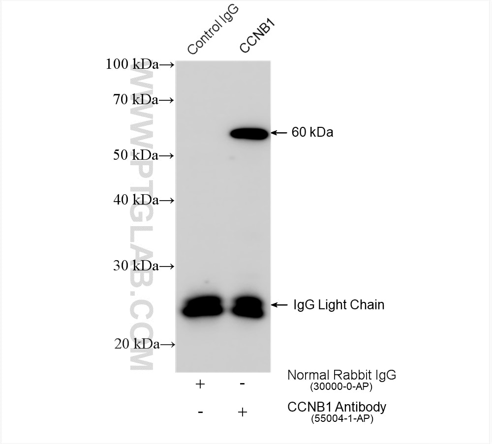 Immunoprecipitation (IP) experiment of HeLa cells using Cyclin B1 Polyclonal antibody (55004-1-AP)