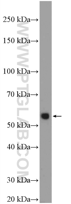 Western Blot (WB) analysis of NIH/3T3 cells using Cyclin B1 Polyclonal antibody (55004-1-AP)