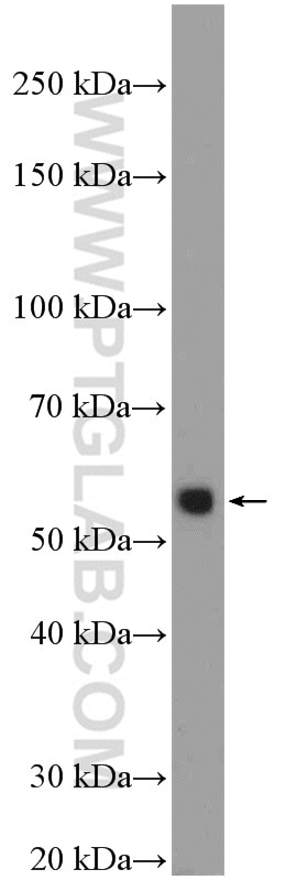 WB analysis of NIH/3T3 using 55004-1-AP