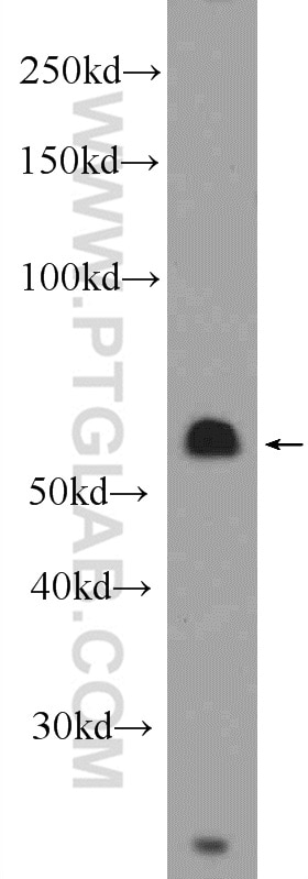 Western Blot (WB) analysis of HeLa cells using Cyclin B1 Polyclonal antibody (55004-1-AP)