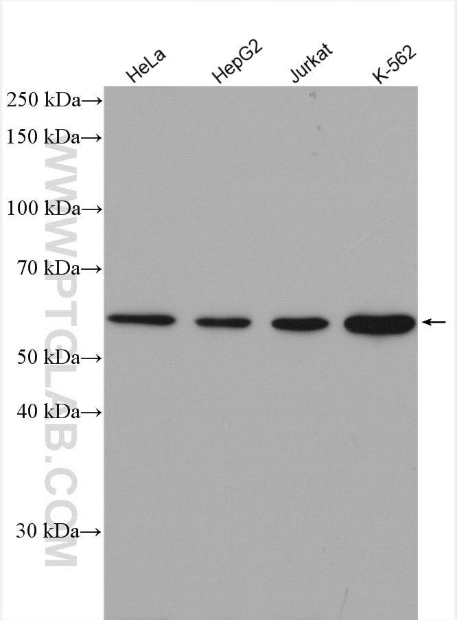 Western Blot (WB) analysis of various lysates using Cyclin B1 Polyclonal antibody (55004-1-AP)