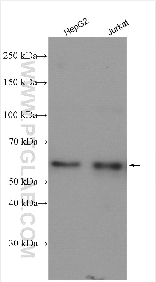 Western Blot (WB) analysis of various lysates using Cyclin B1 Polyclonal antibody (55004-1-AP)