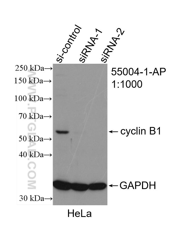 Western Blot (WB) analysis of HeLa cells using Cyclin B1 Polyclonal antibody (55004-1-AP)