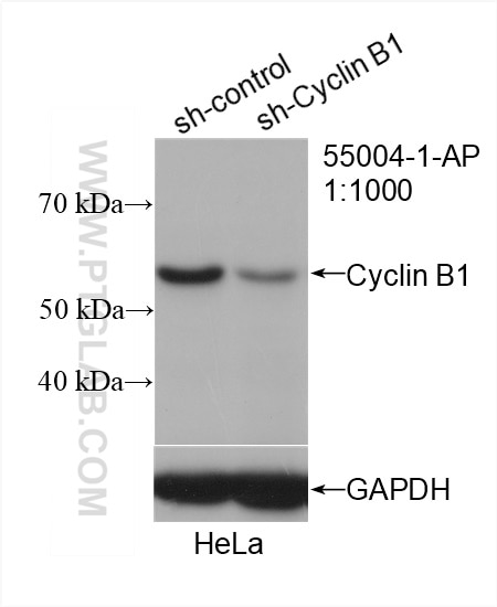 Western Blot (WB) analysis of HeLa cells using Cyclin B1 Polyclonal antibody (55004-1-AP)