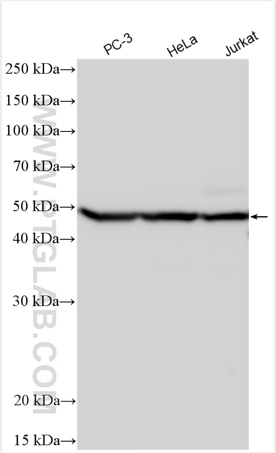 Western Blot (WB) analysis of various lysates using Cyclin B1 Polyclonal antibody (55004-1-AP)