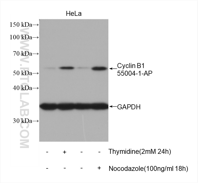 Western Blot (WB) analysis of HeLa cells using Cyclin B1 Polyclonal antibody (55004-1-AP)