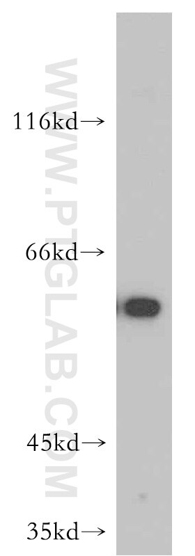 Western Blot (WB) analysis of PC-3 cells using Cyclin B1 Polyclonal antibody (55004-1-AP)