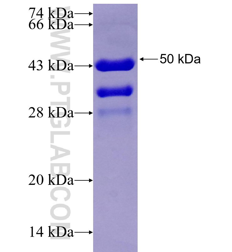 CCNB1 fusion protein Ag29426 SDS-PAGE