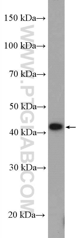 Western Blot (WB) analysis of DU 145 cells using Cyclin B2 Polyclonal antibody (21644-1-AP)