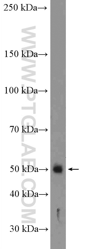 Western Blot (WB) analysis of rat testis tissue using Cyclin B2 Polyclonal antibody (21644-1-AP)
