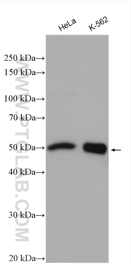 Western Blot (WB) analysis of various lysates using Cyclin B2 Polyclonal antibody (21644-1-AP)