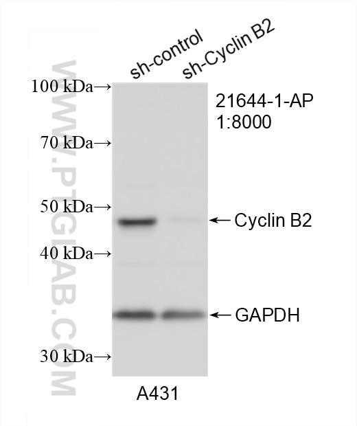 Western Blot (WB) analysis of A431 cells using Cyclin B2 Polyclonal antibody (21644-1-AP)