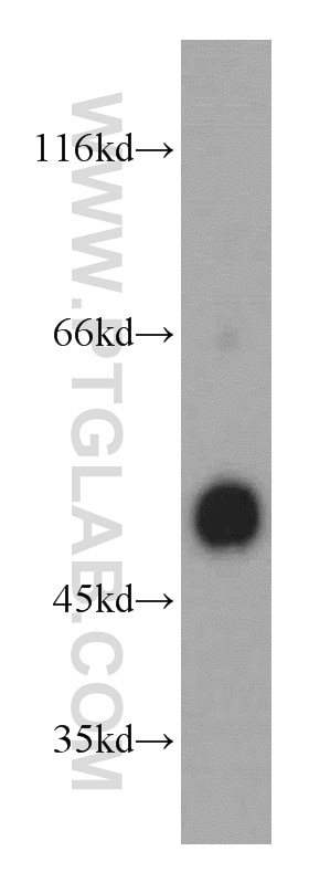 Cyclin B2 Polyclonal antibody