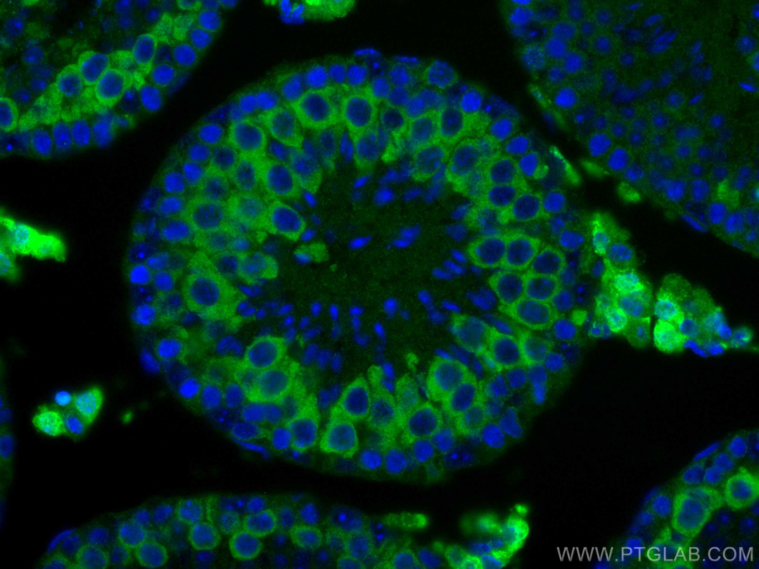 Immunofluorescence (IF) / fluorescent staining of mouse testis tissue using Cyclin B2 Monoclonal antibody (67726-1-Ig)