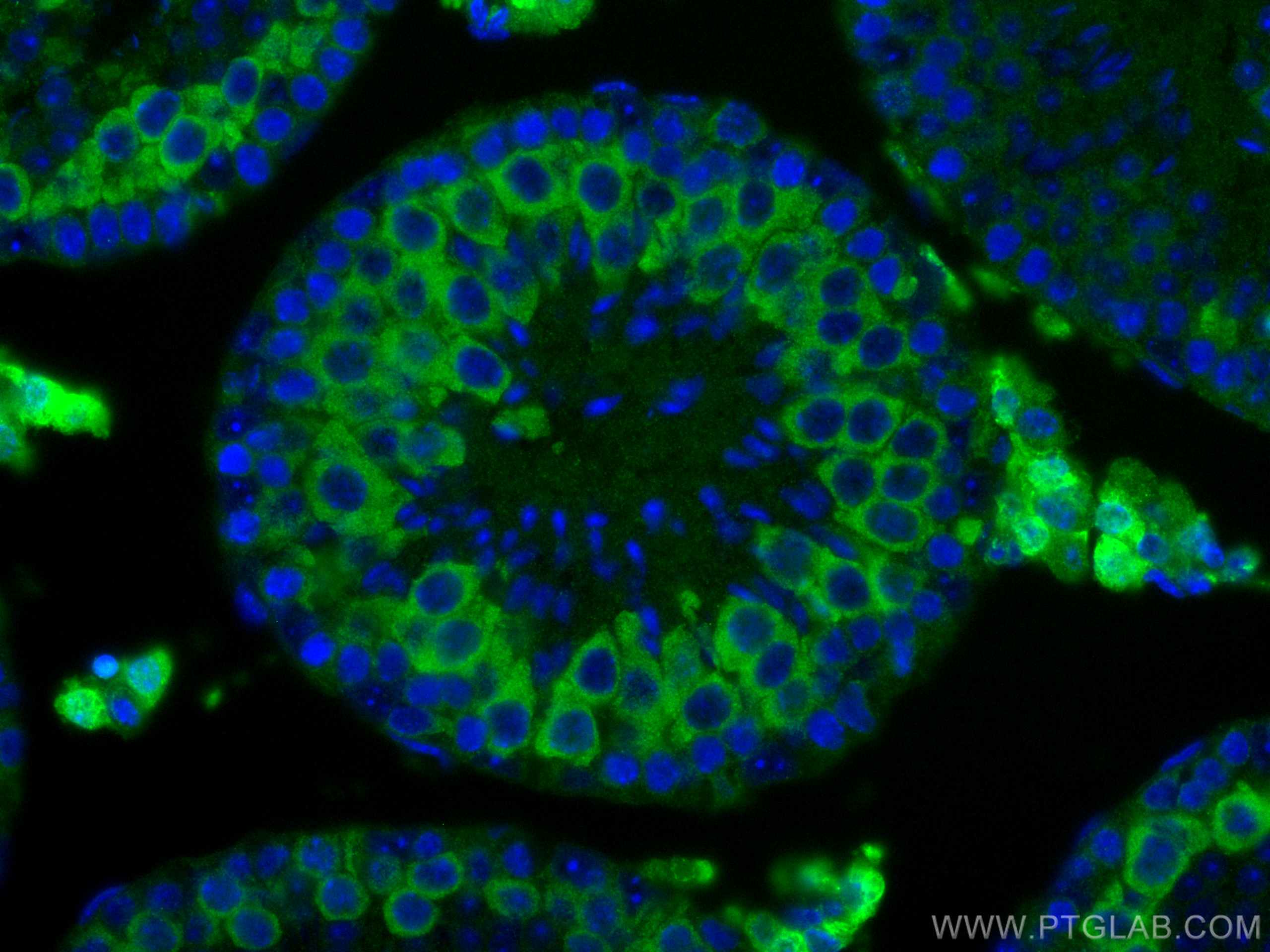 IF Staining of mouse testis using 67726-1-Ig