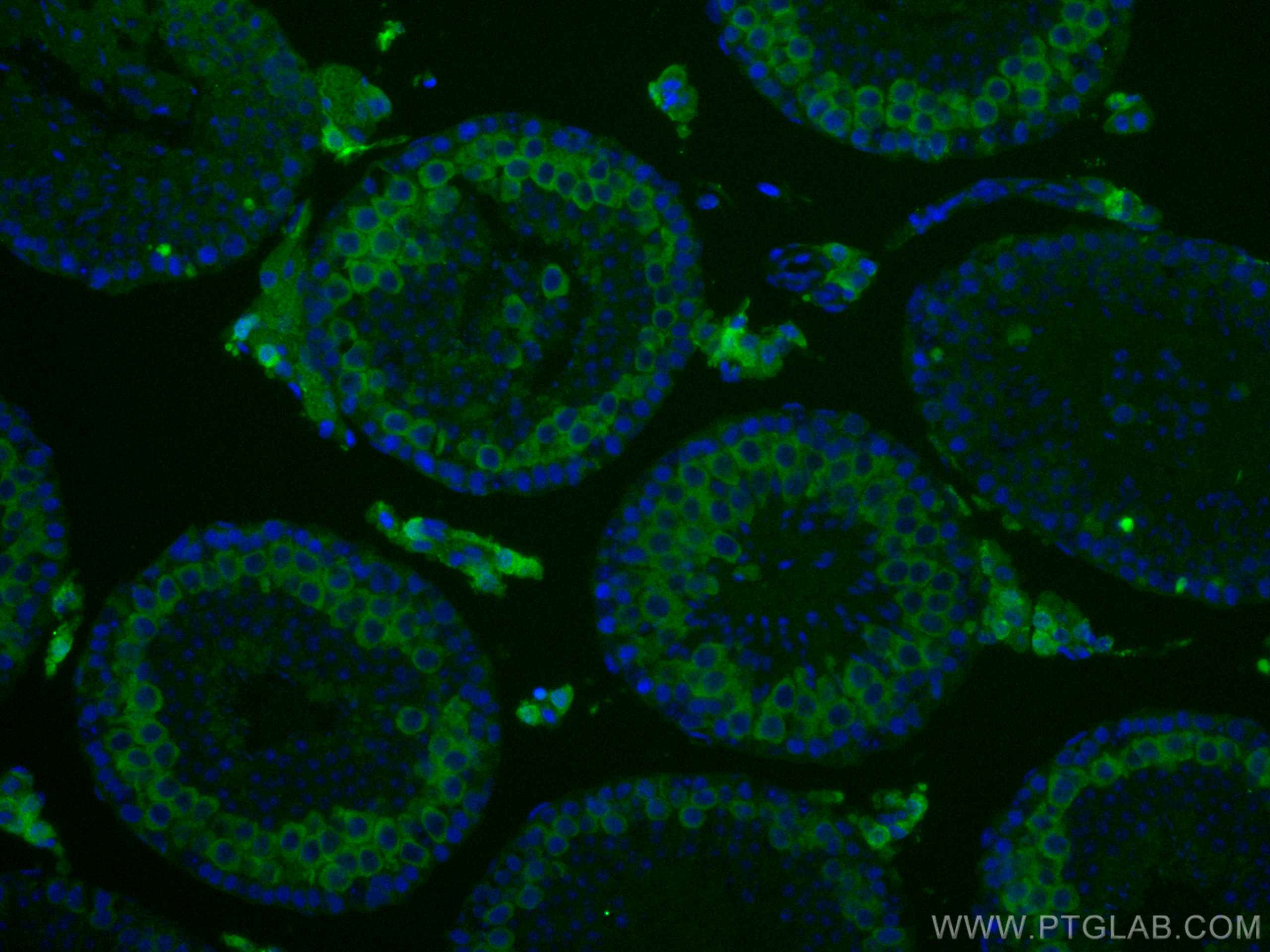 Immunofluorescence (IF) / fluorescent staining of mouse testis tissue using Cyclin B2 Monoclonal antibody (67726-1-Ig)