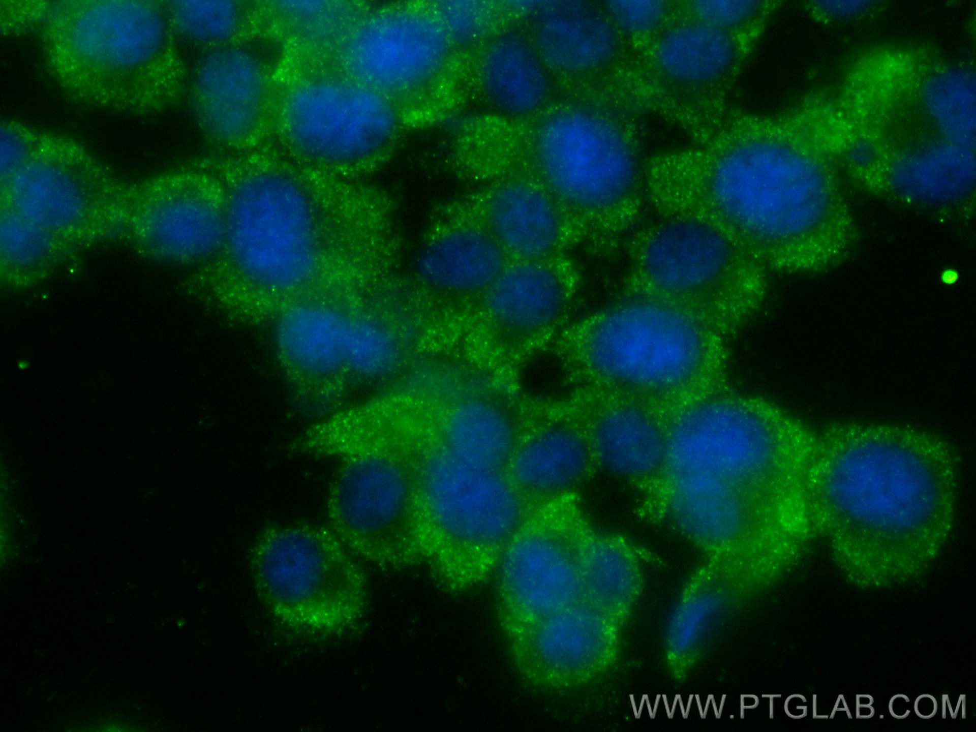 Immunofluorescence (IF) / fluorescent staining of PC-12 cells using Cyclin B2 Monoclonal antibody (67726-1-Ig)
