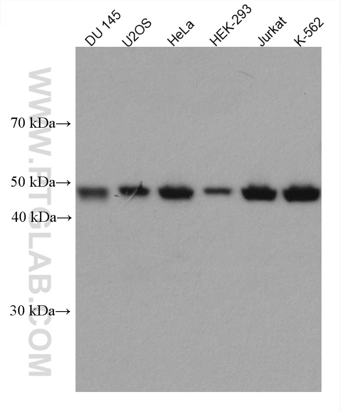 Western Blot (WB) analysis of various lysates using Cyclin B2 Monoclonal antibody (67726-1-Ig)