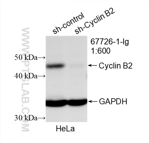 Western Blot (WB) analysis of HeLa cells using Cyclin B2 Monoclonal antibody (67726-1-Ig)