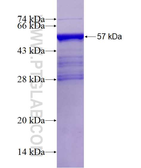CCNB2 fusion protein Ag16329 SDS-PAGE