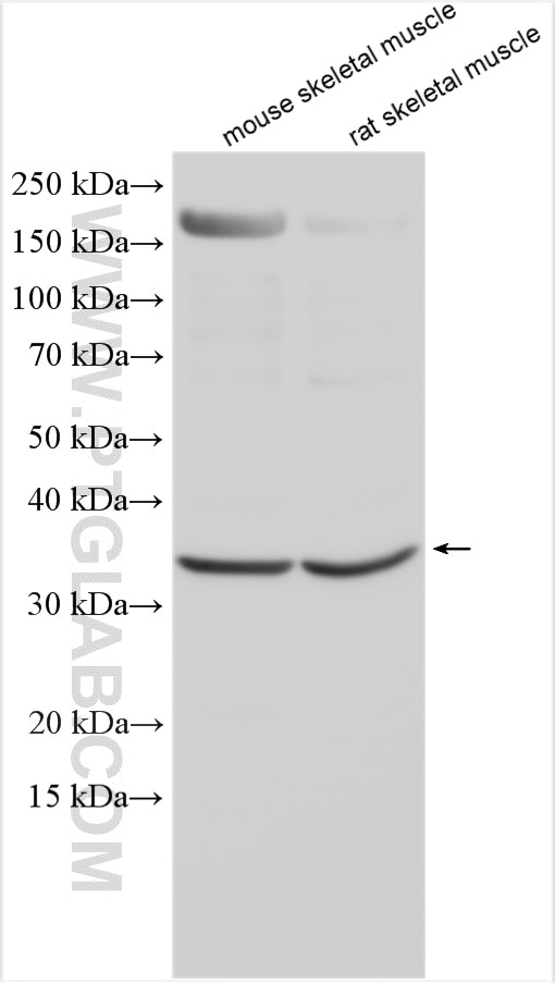 Western Blot (WB) analysis of various lysates using cyclin C Polyclonal antibody (26464-1-AP)