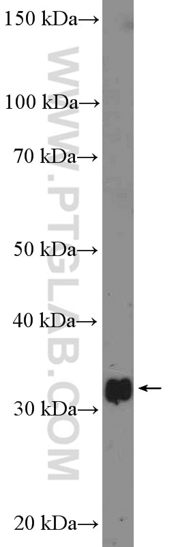 Western Blot (WB) analysis of mouse skeletal muscle tissue using cyclin C Polyclonal antibody (26464-1-AP)