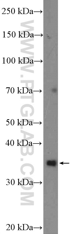 Western Blot (WB) analysis of mouse skeletal muscle tissue using cyclin C Polyclonal antibody (26464-1-AP)