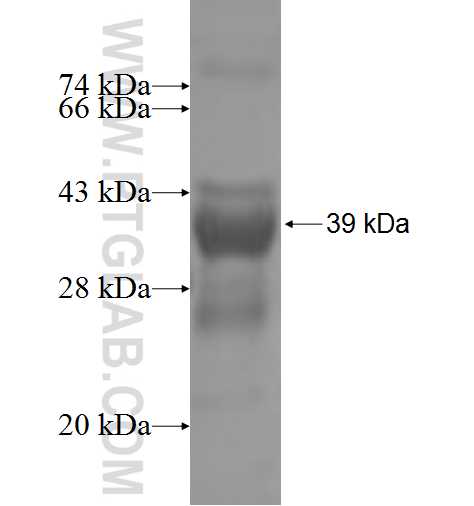 CCNC fusion protein Ag6059 SDS-PAGE