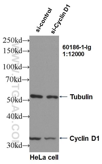 Western Blot (WB) analysis of HeLa cells using Cyclin D1 Monoclonal antibody (60186-1-Ig)