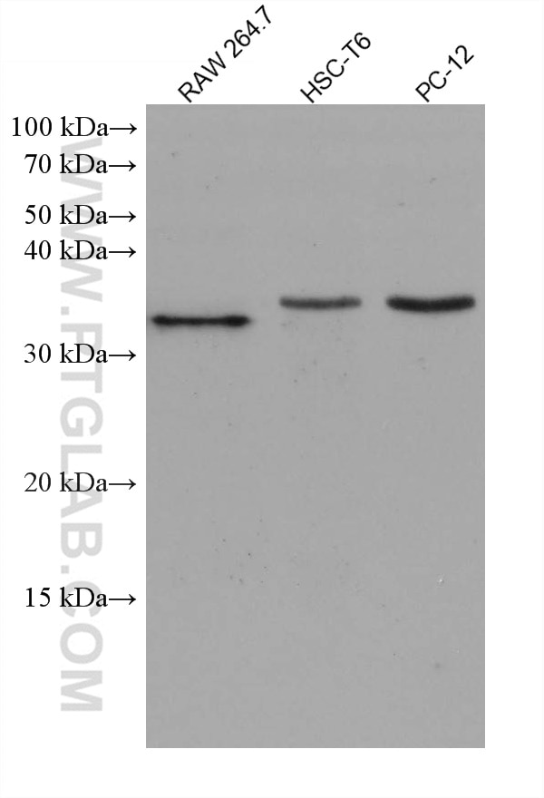Western Blot (WB) analysis of various lysates using Cyclin D1 Monoclonal antibody (60186-1-Ig)