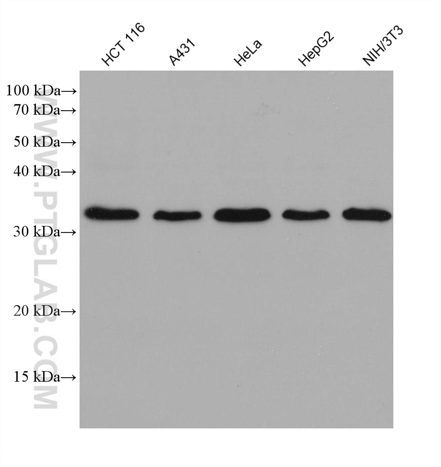 Western Blot (WB) analysis of various lysates using Cyclin D1 Monoclonal antibody (60186-1-Ig)