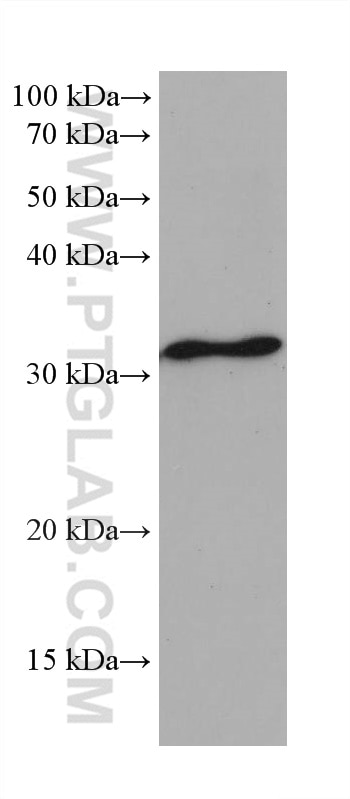Western Blot (WB) analysis of RAW 264.7 cells using Cyclin D1 Monoclonal antibody (60186-1-Ig)