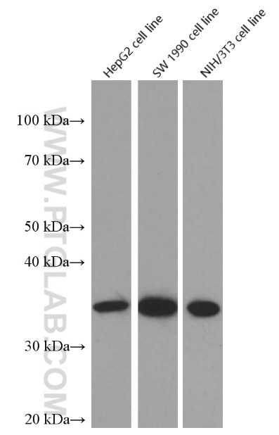 Western Blot (WB) analysis of NIH/3T3 cells using Cyclin D1 Monoclonal antibody (60186-1-Ig)