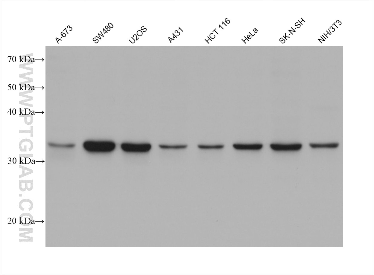Western Blot (WB) analysis of various lysates using Cyclin D1 Monoclonal antibody (60186-1-Ig)