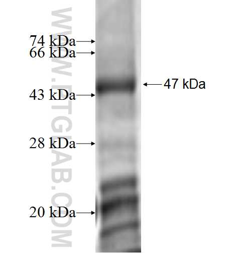 Cyclin D1 fusion protein Ag0689 SDS-PAGE