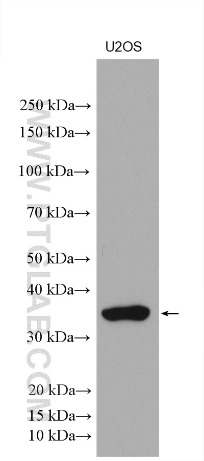 WB analysis using 10934-1-AP