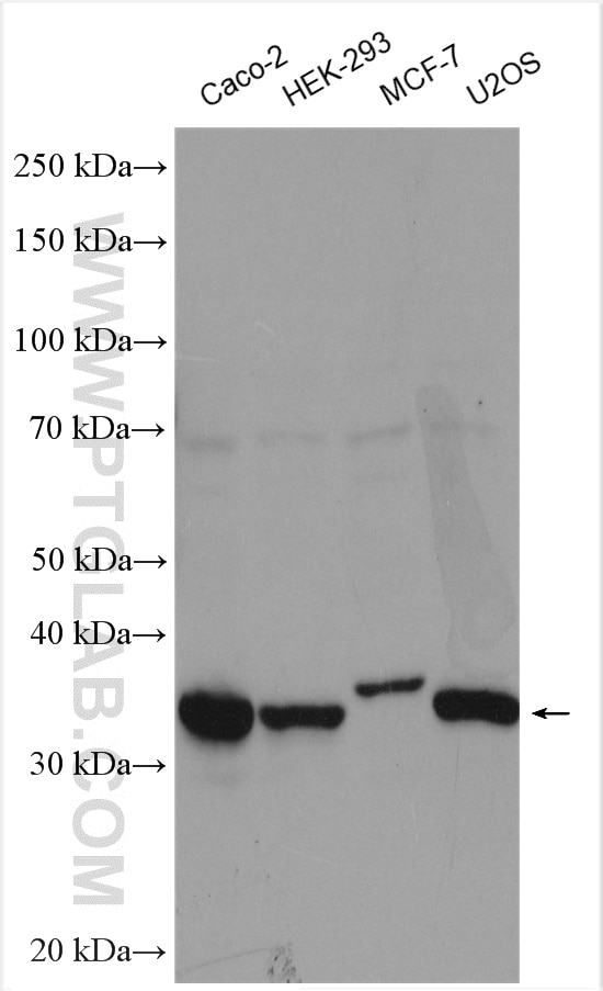 Western Blot (WB) analysis of various lysates using Cyclin D2 Polyclonal antibody (10934-1-AP)