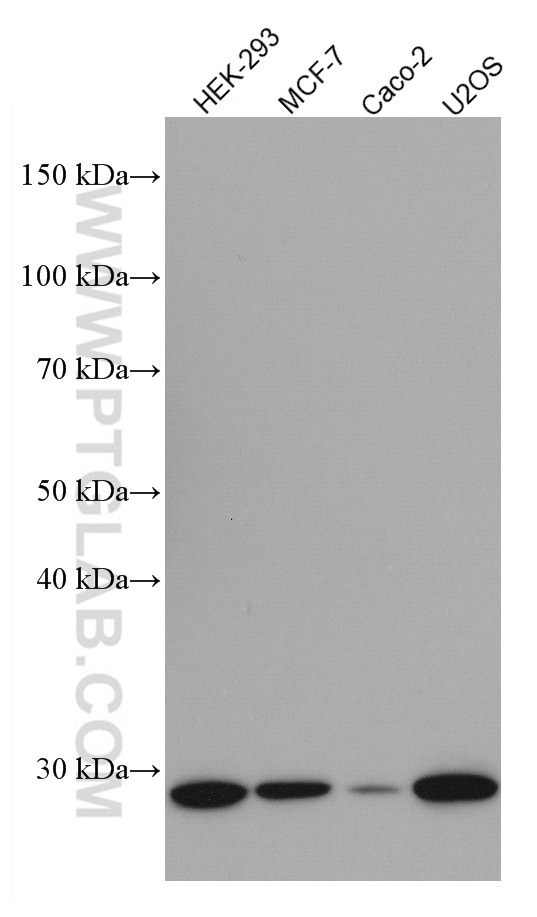 Western Blot (WB) analysis of various lysates using Cyclin D2 Monoclonal antibody (67048-1-Ig)