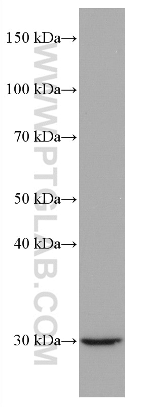 Western Blot (WB) analysis of NIH/3T3 cells using Cyclin D2 Monoclonal antibody (67048-1-Ig)