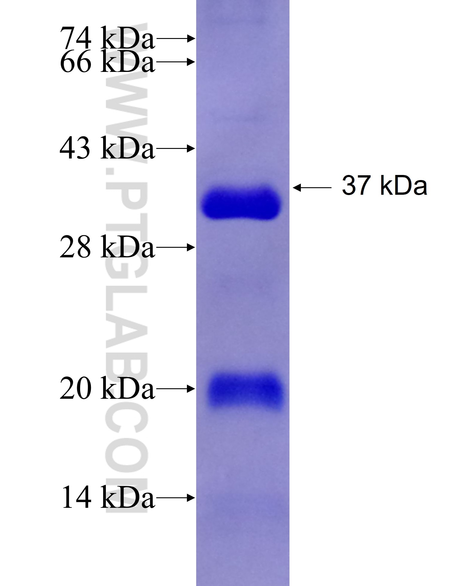 CCND2 fusion protein Ag25190 SDS-PAGE