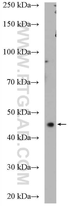 Western Blot (WB) analysis of HeLa cells using CCNDBP1 Polyclonal antibody (12363-1-AP)