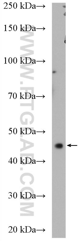 WB analysis of HeLa using 12363-1-AP