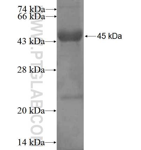 CCNDBP1 fusion protein Ag3032 SDS-PAGE