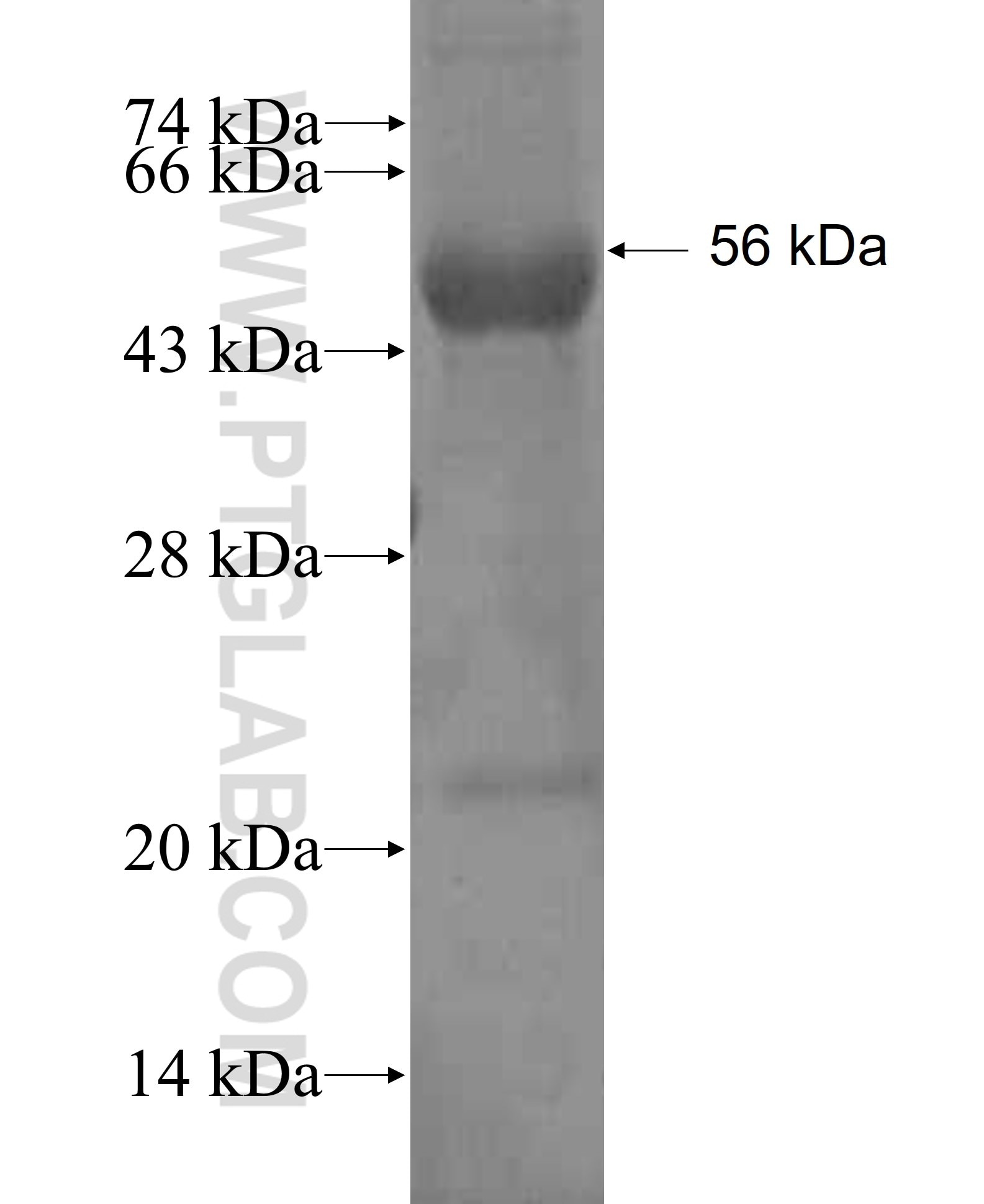 CCNDBP1 fusion protein Ag3032 SDS-PAGE